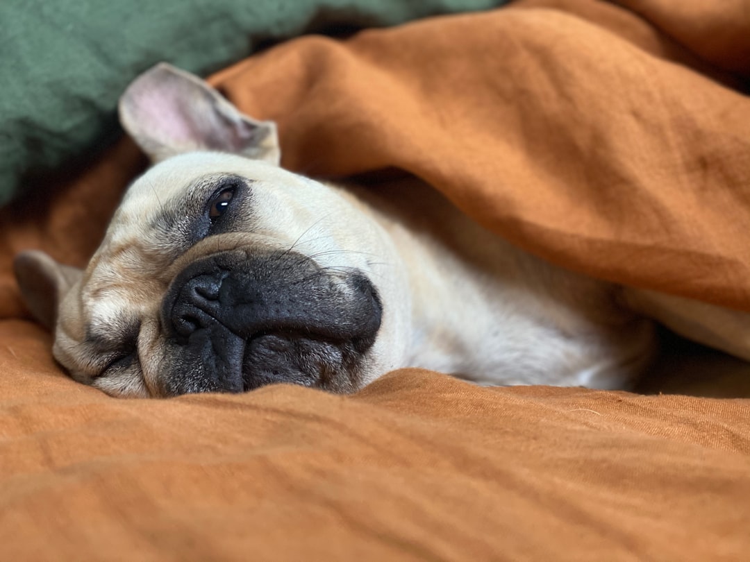 découvrez les causes courantes de la fatigue matinale et nos conseils pratiques pour bien commencer votre journée avec énergie et vitalité.