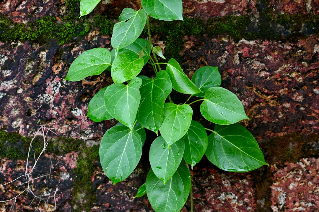 découvrez une plante naturelle qui favorise un sommeil réparateur, idéale pour améliorer la qualité de vos nuits sans effets secondaires.