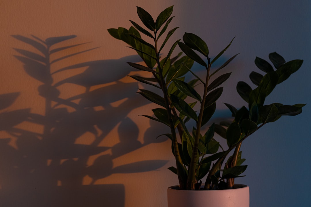 découvrez les bienfaits d'une plante naturelle pour favoriser un sommeil réparateur et apaiser votre esprit naturellement.