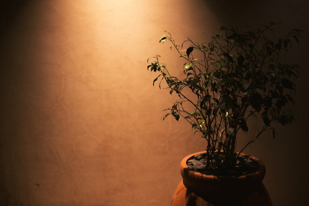 découvrez notre plante naturelle pour un sommeil réparateur, aide naturelle pour s'endormir rapidement et profiter de nuits paisibles.