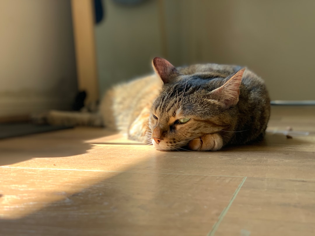 découvrez les causes, symptômes et solutions pour la fatigue persistante afin d'améliorer votre bien-être quotidien.