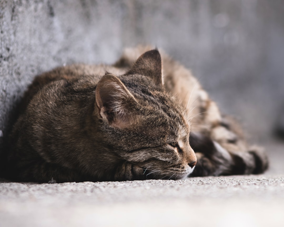 découvrez les causes, symptômes et solutions pour la fatigue persistante afin de mieux comprendre et gérer cette condition qui affecte votre énergie au quotidien.