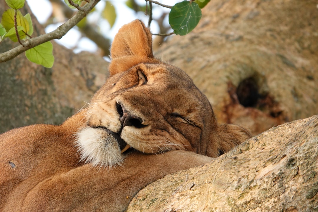 découvrez le sommeil polyphasique : une méthode alternative de repos qui répartit le sommeil en plusieurs phases courtes pour maximiser votre énergie et votre productivité.