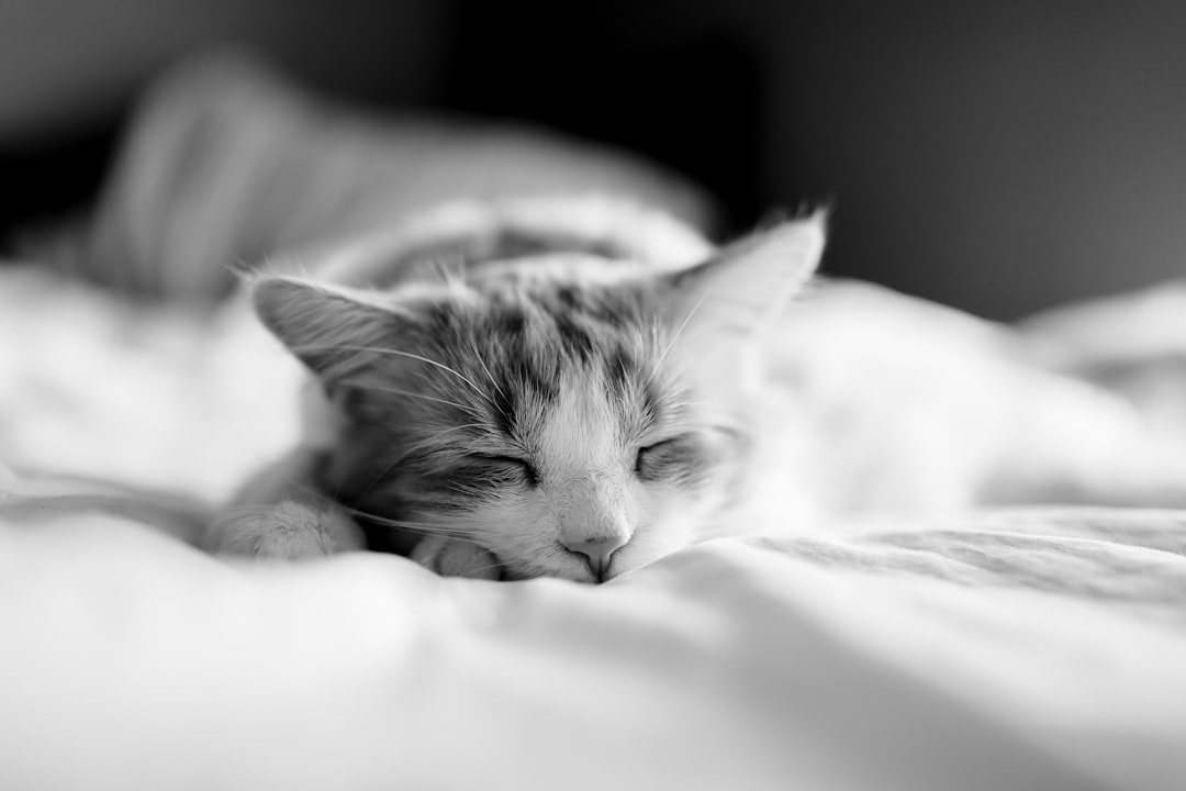 découvrez le sommeil polyphasique : une méthode innovante pour répartir vos heures de sommeil en plusieurs cycles afin d'optimiser votre énergie et votre productivité.