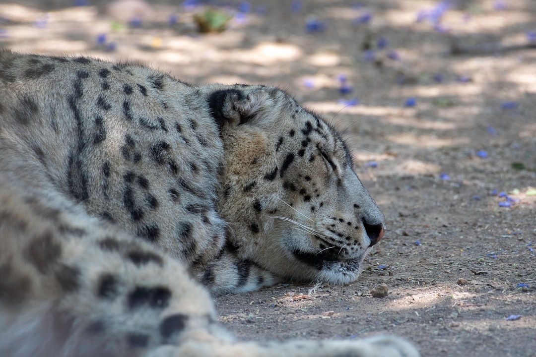 découvrez les bienfaits du power nap, une sieste courte et efficace pour booster votre énergie et votre concentration tout au long de la journée.