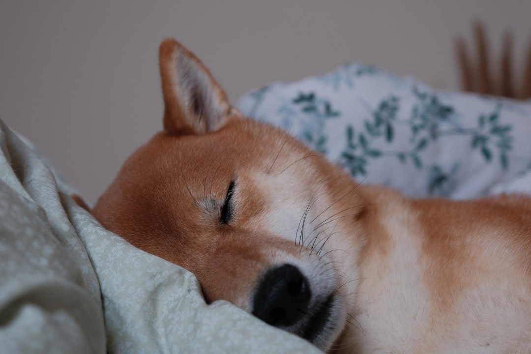 découvrez comment améliorer la qualité de votre sommeil grâce à des conseils pratiques et des astuces pour un repos optimal et réparateur.