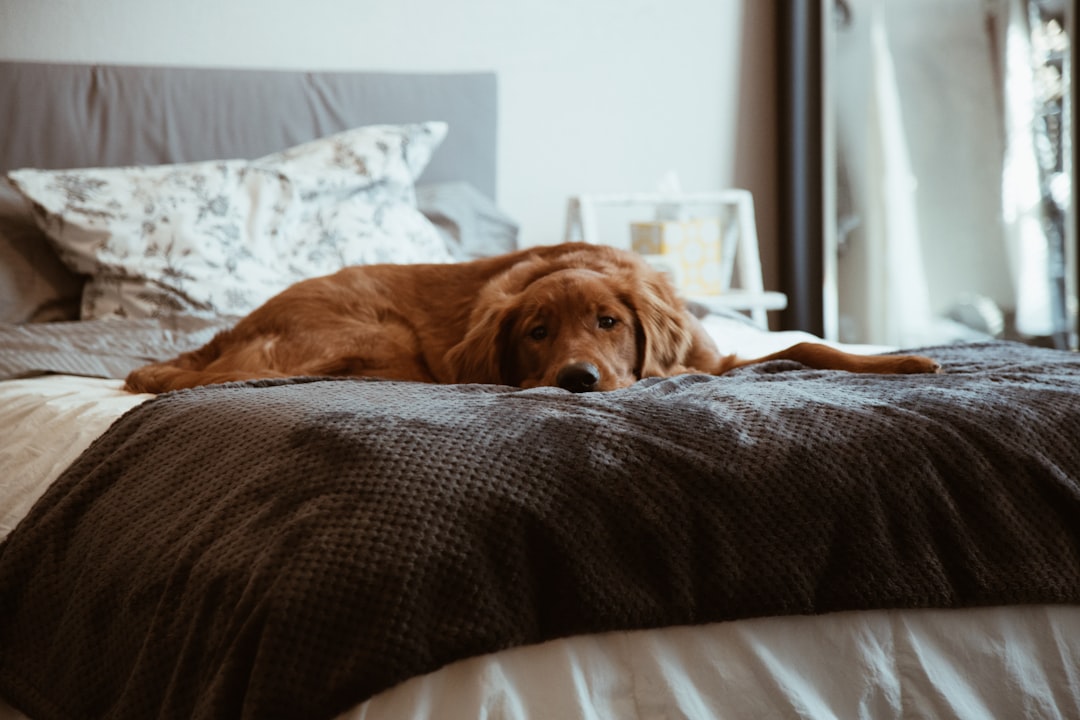 découvrez nos meilleurs conseils pour mieux dormir : astuces simples, routines relaxantes et techniques efficaces pour améliorer la qualité de votre sommeil chaque nuit.